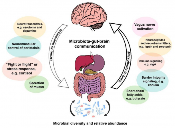 Gut brain connections